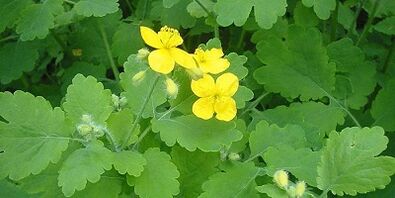 Liječenje gljivica noktiju na nogama celandine