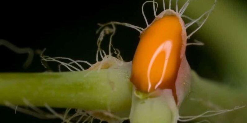 sok od celandina za liječenje gljivica na noktima nogu